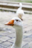retrato de cabeza de ganso blanco con pico naranja foto