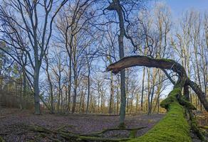 Panoramic image of deciduous winter forest with long shadows in low sun with moss covered tree trunk in foreground photo