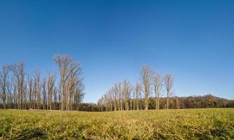 imagen panorámica desde la perspectiva del suelo sobre un prado con árboles caducos en el fondo bajo el cielo azul y el sol foto