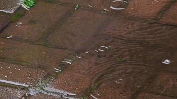 caduta gocce di pioggia in pozzanghera, lento movimento video