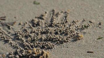 Kleine Krabbe macht Sandbällchen am Strand zum Rauschen des Meeres video