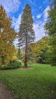 imagen de un árbol viejo y alto en un parque alemán foto