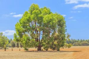 Old eucalyptus tree in Australia photo