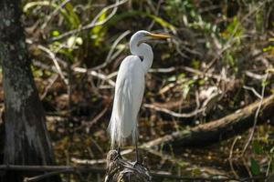 Close up of a heron in the swamps of the Everglades in Florida taken during the day photo