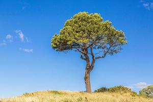 Portrait of single pine tree with blue skies during daytime photo