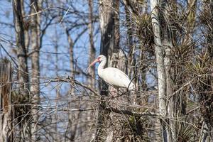 Close up of a heron in the swamps of the Everglades in Florida taken during the day photo