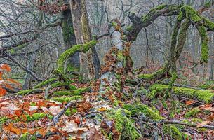 exuberantes troncos de árboles cubiertos de musgo con setas amarillas brillantes en un bosque foto