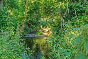 Image of stream flowing through green lush forest photo