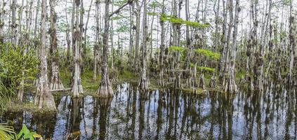 Picture of pretty Suwannee River and Twin Rvers State Forest in Florida in spring during daytime photo