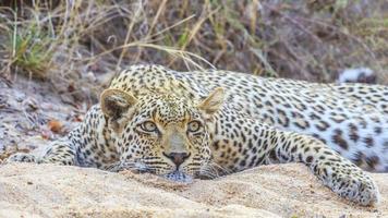 Picture of an resting Leopard in the South African steppe photo