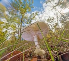 Cerca de un hongo de tapa de muerte altamente venenoso foto