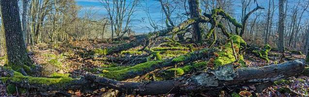 Lush green mossy tree trunks with yellow shining tree mushrooms in a forest photo