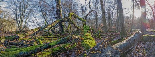 Lush green mossy tree trunks with yellow shining tree mushrooms in a forest photo