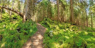 Image of a hike through dense green forest in Austrian region Katschberg photo