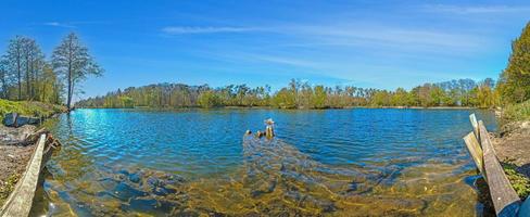 Wild goose family with baby geese swims on pond during daytime photo