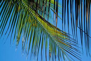 Close up of palm tree with symetrically grown green leaves photo