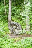 Image of a tree that has overgrown a rock with its roots photo