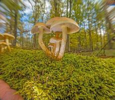 Close up of tree mushroom in autumn German forest photo