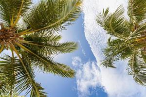 disparo vertical de palmeras en una playa contra el cielo azul