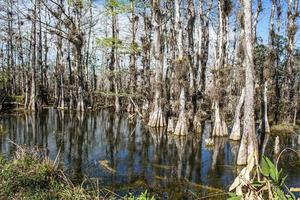 imagen del crecimiento de los árboles en los pantanos del parque nacional de los everglades en florida foto