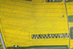 Vertical drone picture of rape field in spring in typical bright yellow color photo