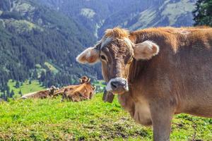 Portrait of a cow on a pasture in the mountains during the day photo