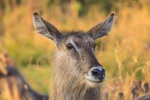 Impala in Kruger National Park in South Africa photo