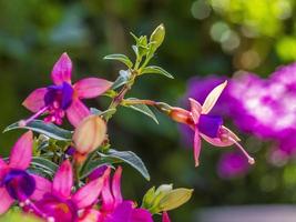 Close up picture of colorful bellflower from horizontal position photo
