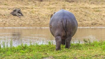 imagen de un hipopótamo en un billabong en sudáfrica foto