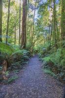 Picture along a djungle path in the Great Otway National Park in Southern Australia photo