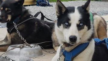 retrato de un husky en una estación de husky en noruega foto