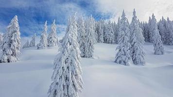 Picture of snow covered trees and untouched snowfield with blue sky and loose clouds during daytime