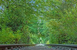 Image along a disused railroad line through a densely overgrown forest during the day photo