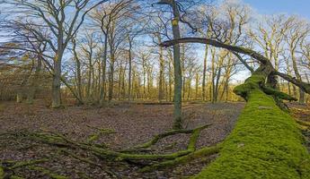 Panoramic image of deciduous winter forest with long shadows in low sun with moss covered tree trunk in foreground photo