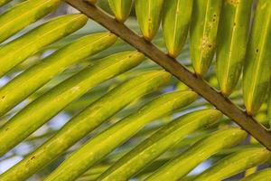 Close up of palm tree with symetrically grown green leaves photo