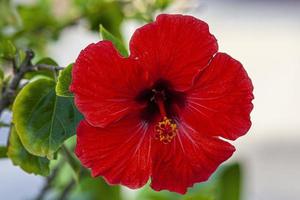 primer plano de flor de hibisco rojo con inflorescencia amarilla foto