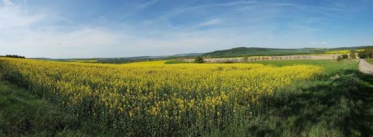 Panoramic view over yellow blooming rape field during daytime in springtime photo