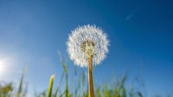 primer plano de la flor de diente de león frente al cielo azul profundo en verano foto