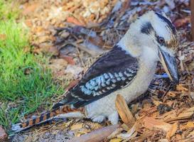 Cerrar imagen de un pájaro kookaburra en Australia foto