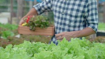 agricultura orgânica, fazenda de salada. os agricultores colhem legumes para salada em caixas de madeira na chuva. vegetais hidropônicos crescem naturalmente. jardim com efeito de estufa, biológico ecológico, saudável, vegetariano, ecologia video