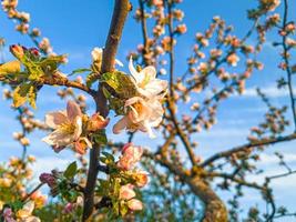 Close up of cherry blossoms on tree in orchard meadow photo