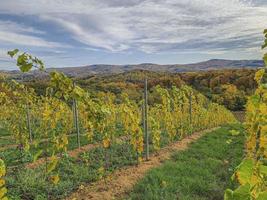 Picture of vines in a vineyard at evening time in autumn with contrasting sky photo