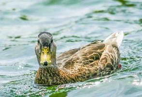 Close up of a duck on a pond during the day photo