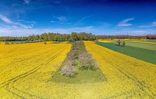 Aerial drone picture of rape field in spring in typical bright yellow color photo