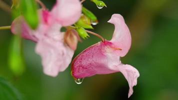 Impatiens glandulifera royle et bourdon, baumier de l'himalaya polliniser video