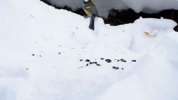 Titmouse eats sunflower seeds on the snow in the winter video