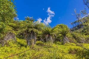 Picture of endemic rainforest on north island of New Zealand in summer photo