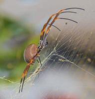 Closeup of big silk spider in Australia photo