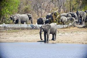 Elephant herd at a billabong in South Africa photo