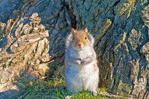 Cerca de una ardilla en un parque de la capital estadounidense Washington foto